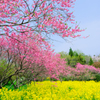 菜の花と花桃