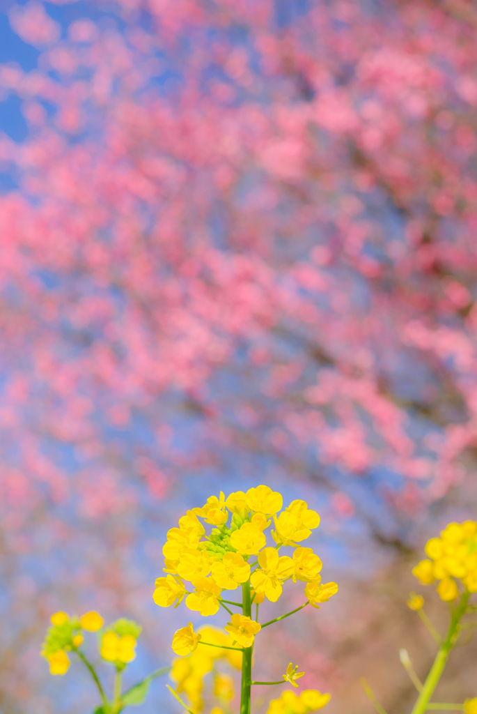 菜の花と梅と
