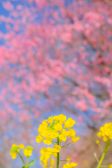 菜の花と梅と