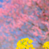 菜の花と梅と