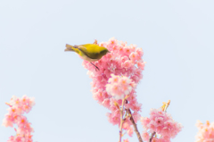 梅とメジロ