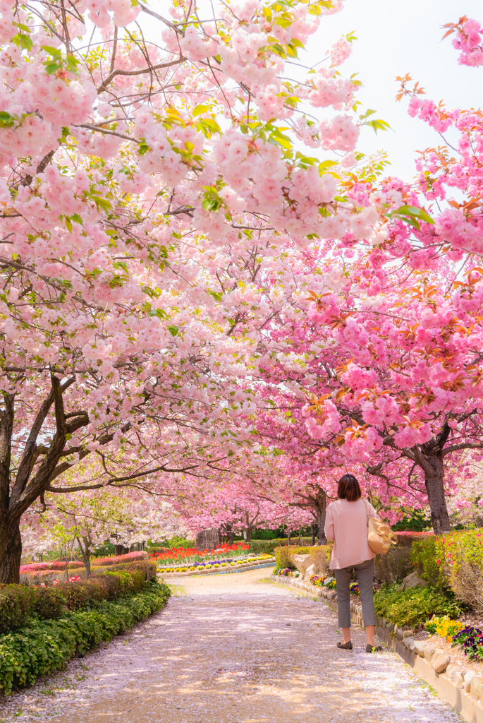 ぼたん桜