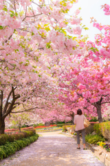 ぼたん桜
