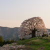 令和の醍醐桜