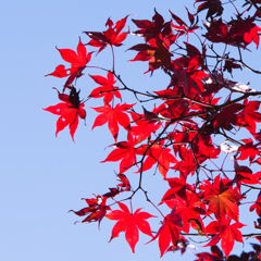 紅葉