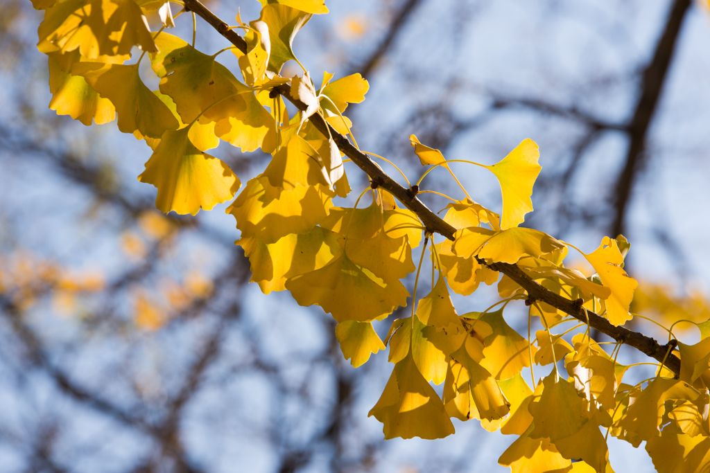 黄葉