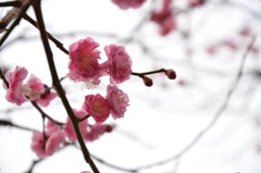 梅