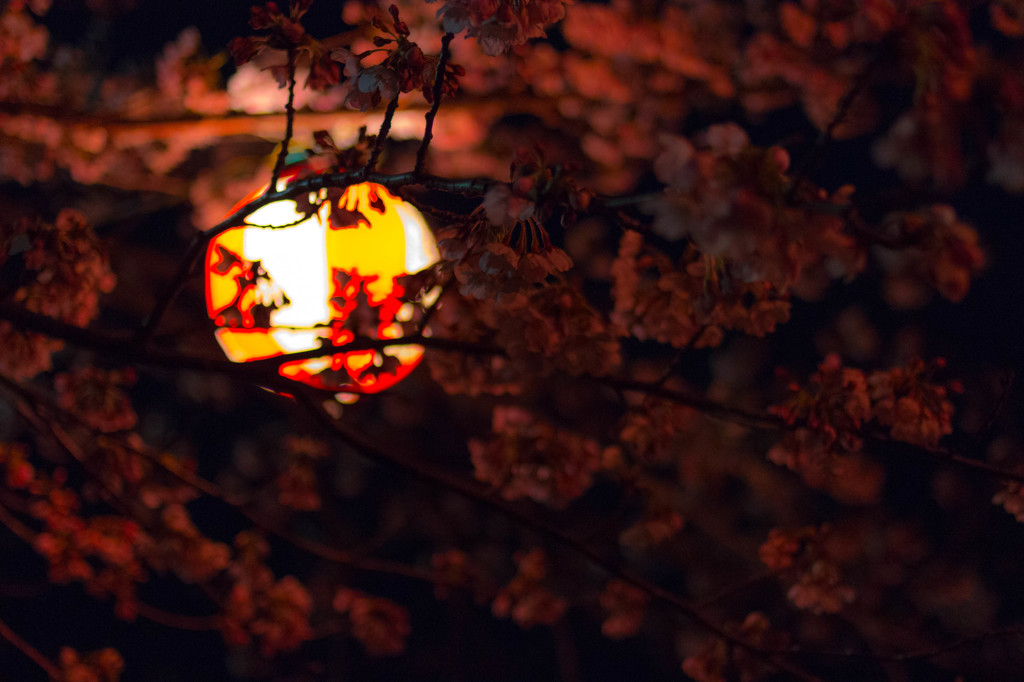 闇夜、桜、提灯