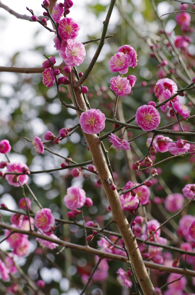 梅の花