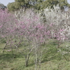 桃の庭