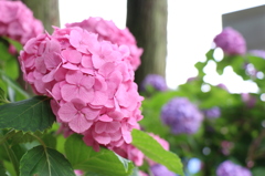 紫陽花②