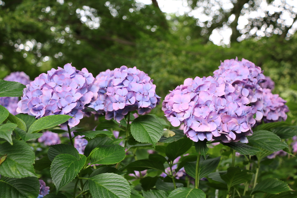 紫陽花④