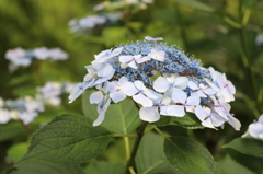 紫陽花①