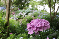紫陽花⑤
