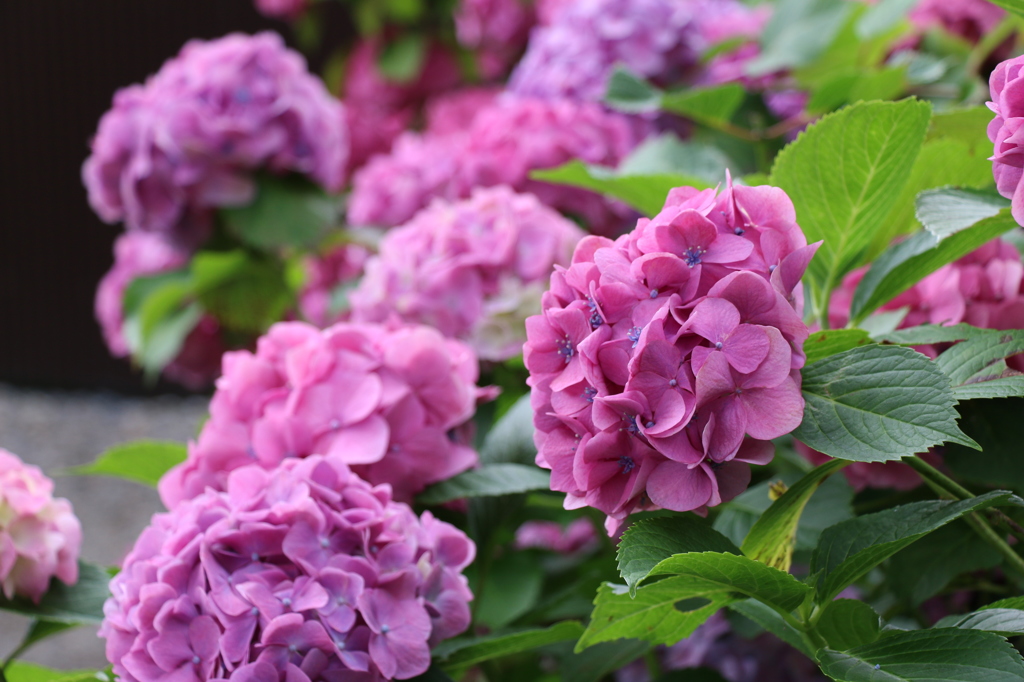 紫陽花③