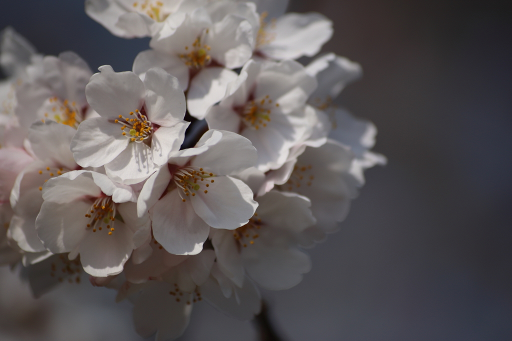 桜花