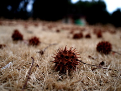 冬の公園の落し物　3