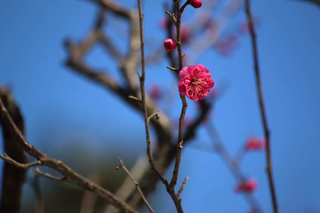 紅　一輪