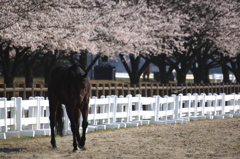 桜と馬