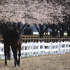 桜と馬