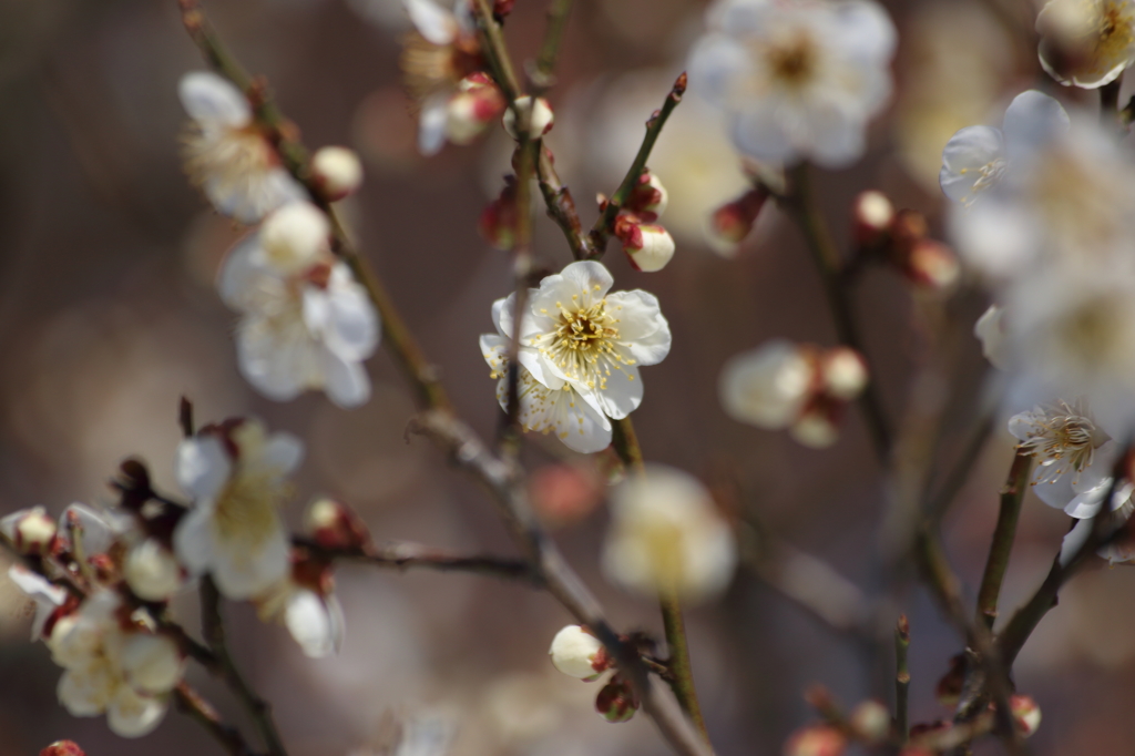 梅花　2
