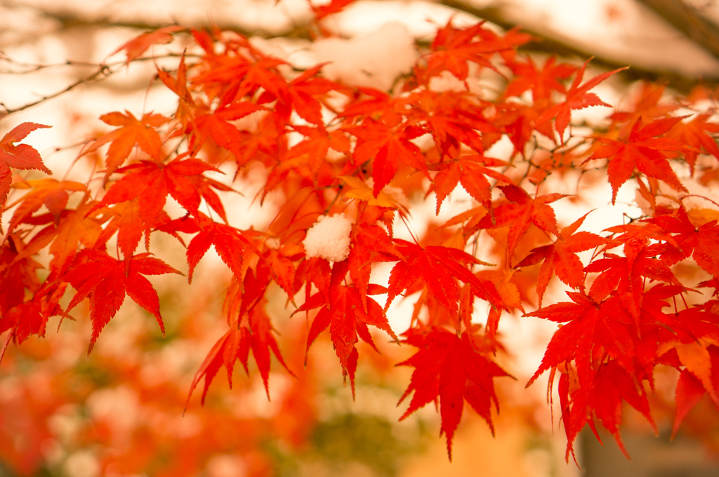 紅葉と雪