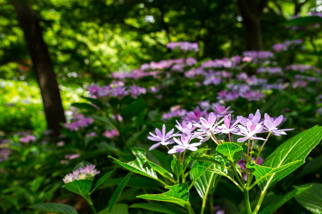 2015 紫陽花018