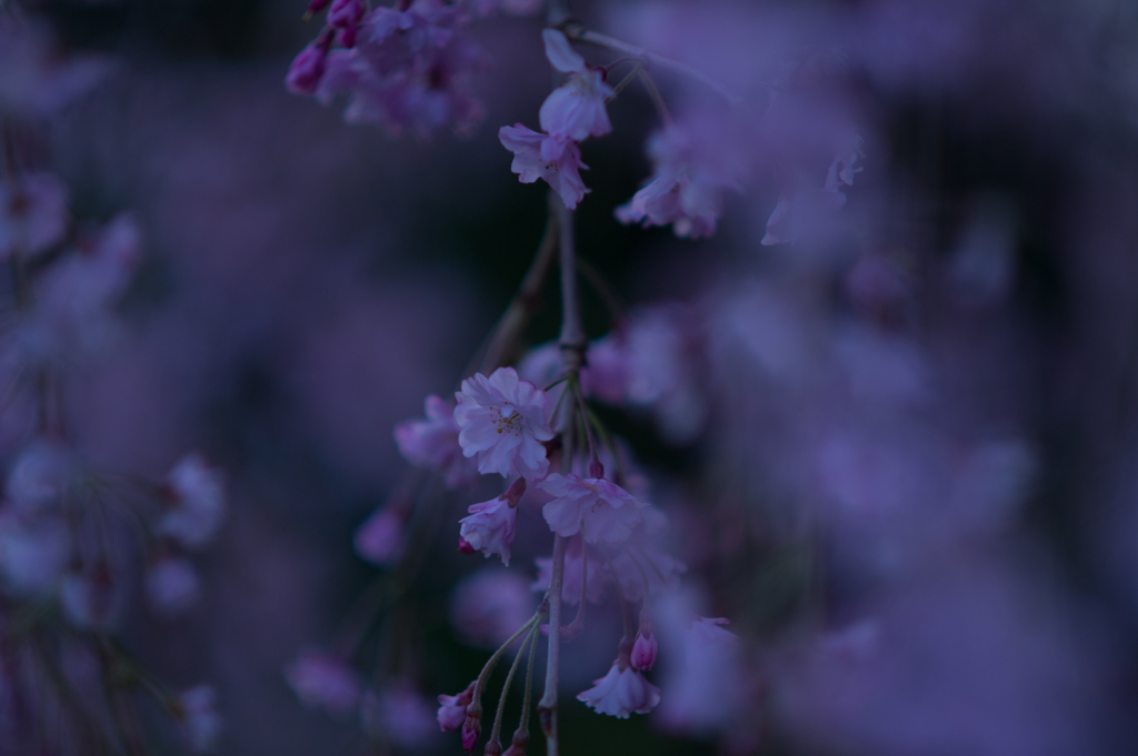 2015 sakura 05