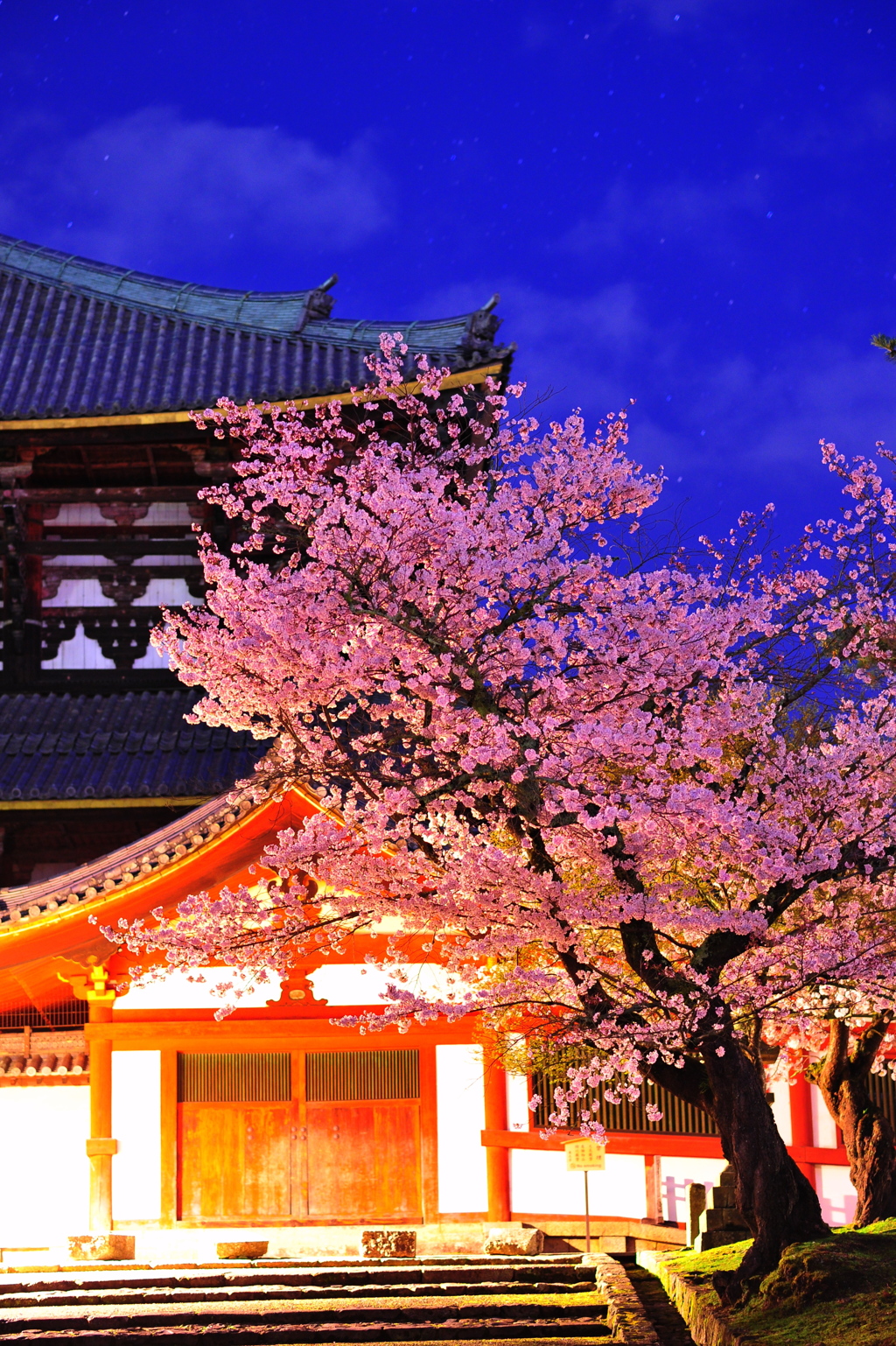 2015　sakura 03