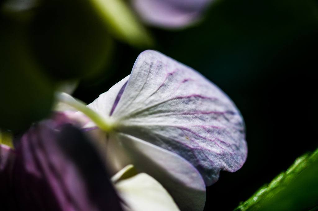 2015 紫陽花011