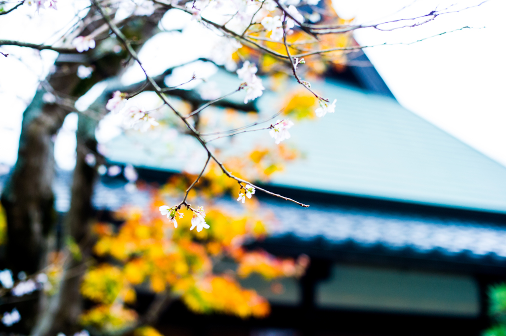 秋桜