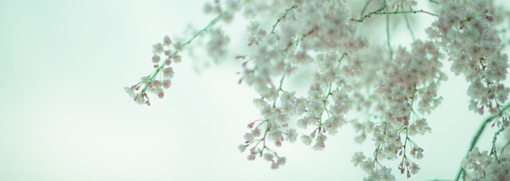 2015　sakura 06