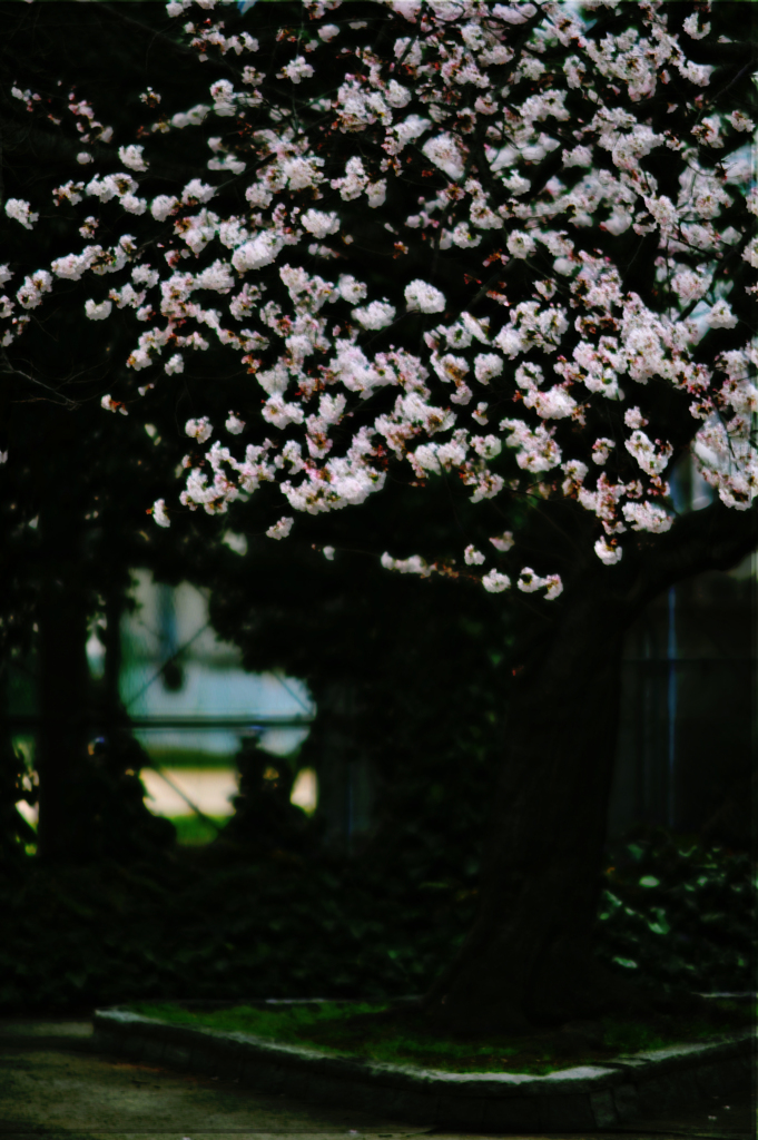 2022　桜