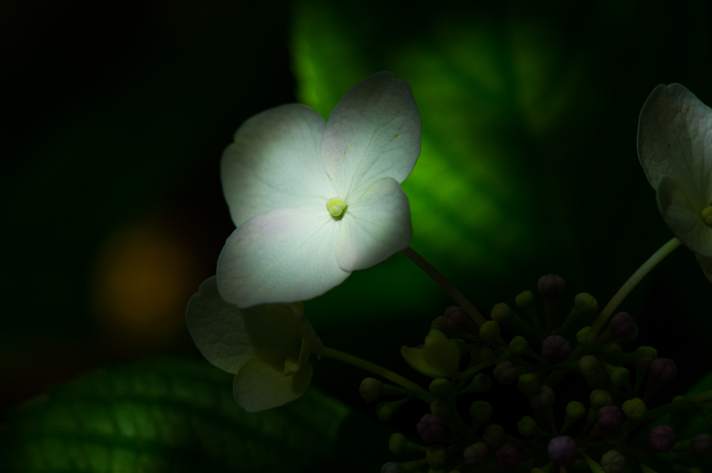 2015 紫陽花003