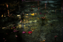 pond of Monet