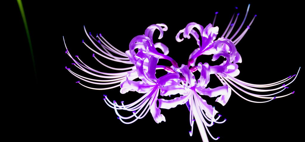 cluster‐amaryllis