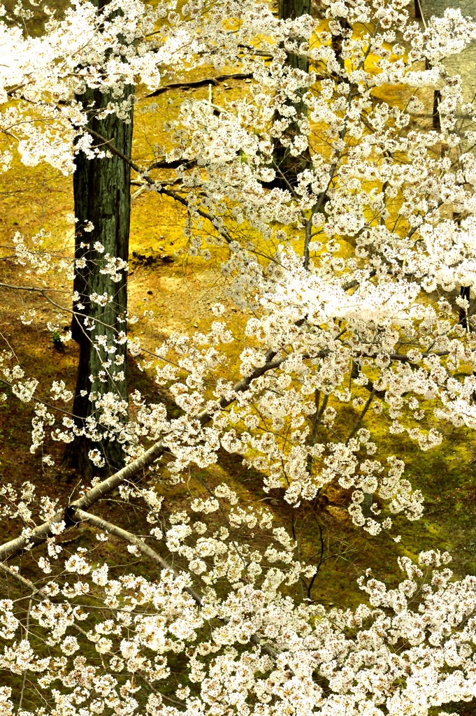 桜　2022