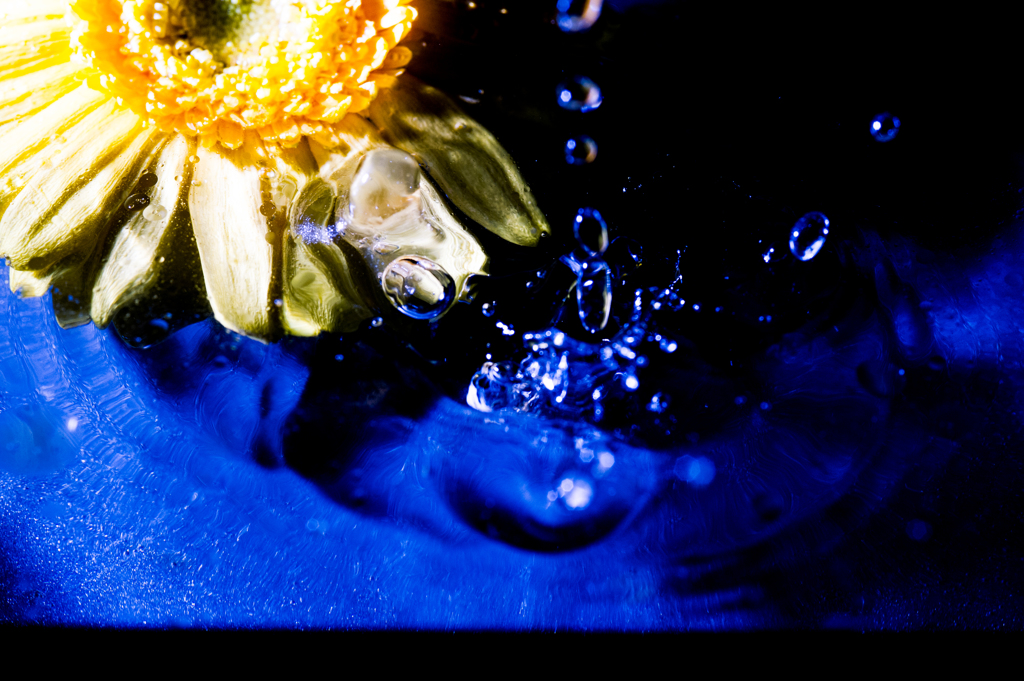 water drop daisy 06