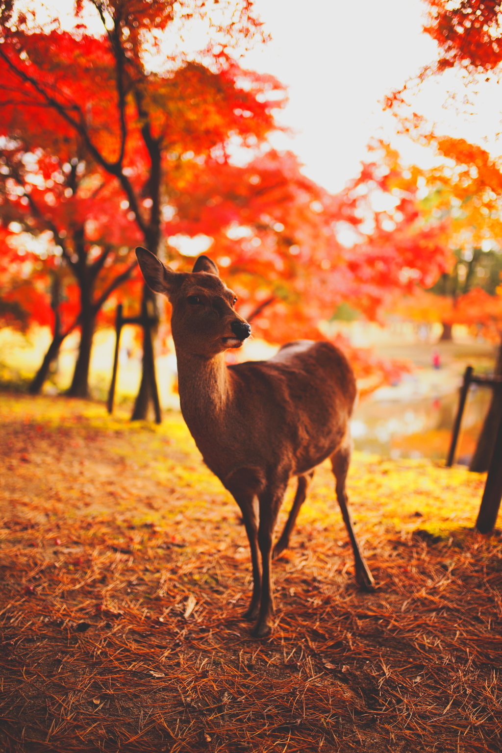 紅葉鹿池