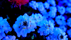 blue