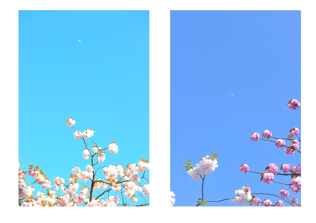 さくらとつき