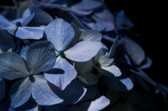 2015 紫陽花009