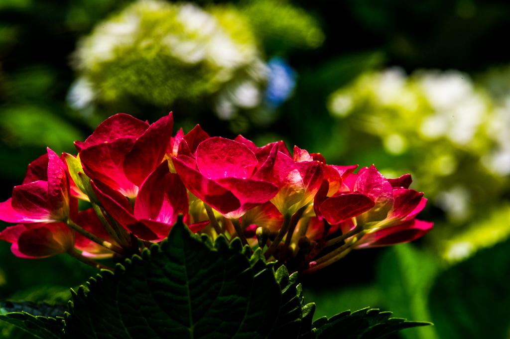 2015 紫陽花013