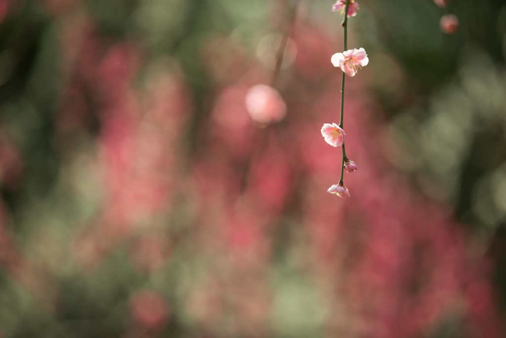 UME