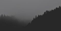 Foresta di mattina