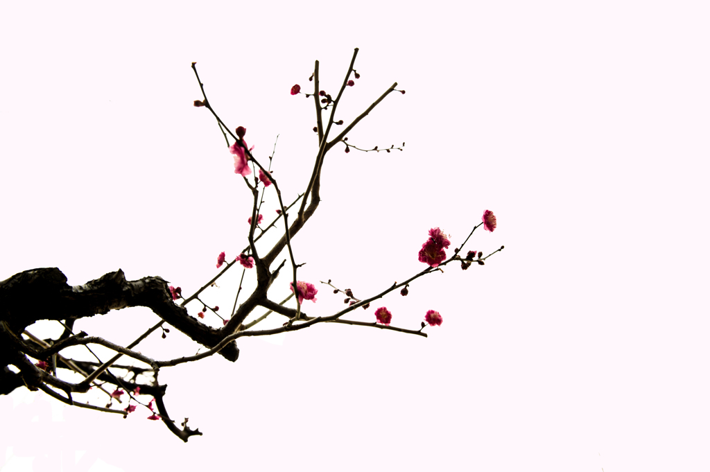 ｕｍｅ