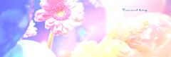Transvaal daisy