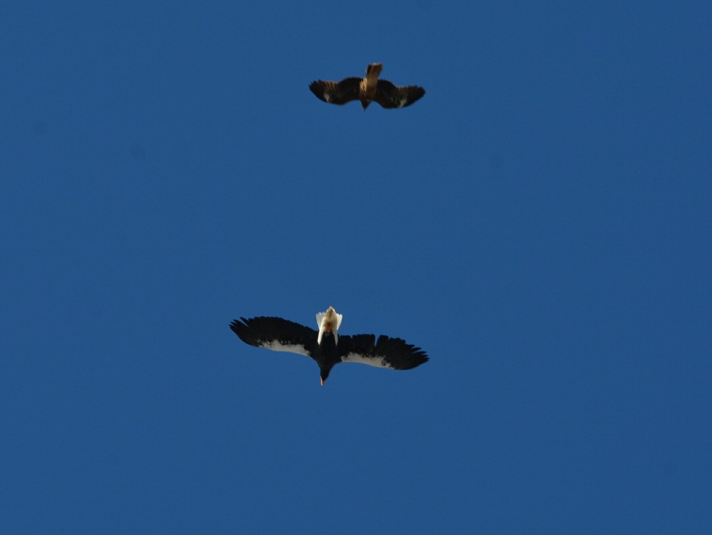 オオワシと鳶