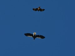 オオワシと鳶