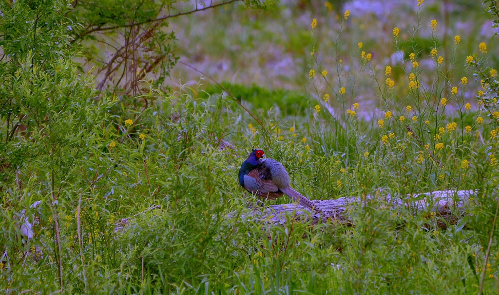 安曇野犀川のキジ